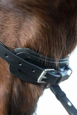 Horze Laelia Kandarenzaum -Weatherbeeta Shop 10001 BL 05