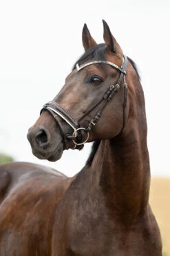 Horze Grayson Anatomische Trense -Weatherbeeta Shop 10084 DBR 1