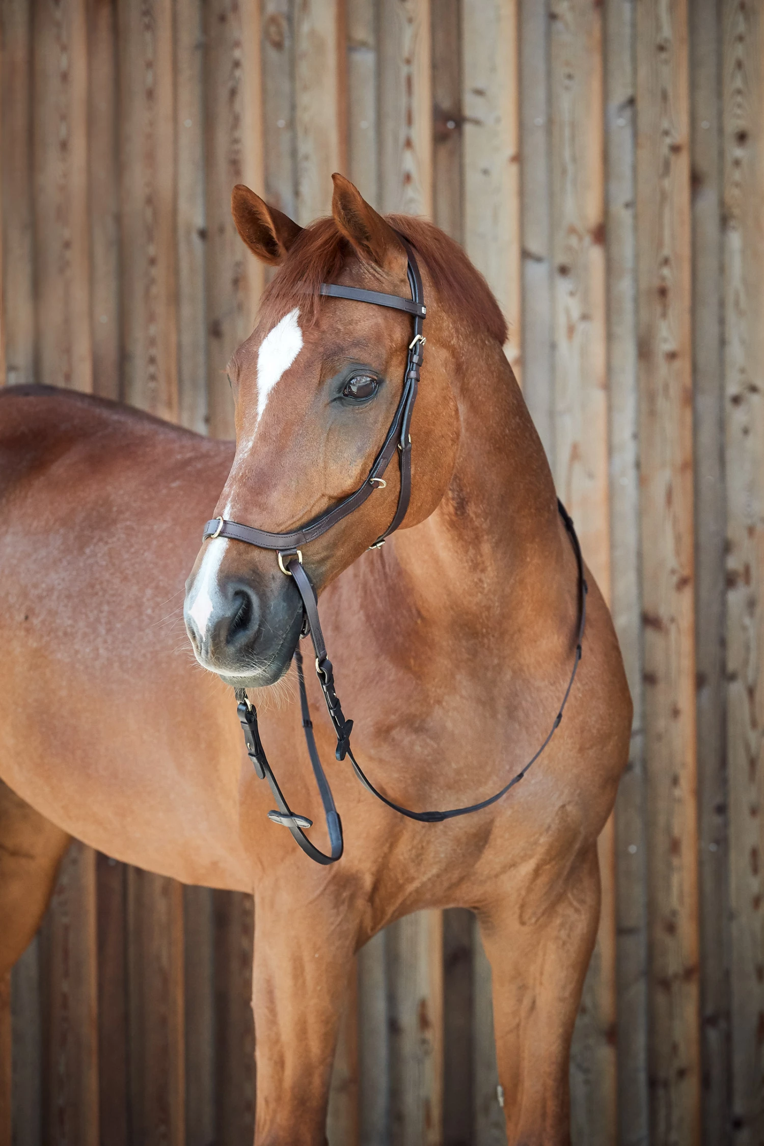Horze Orlando Anatomische Kombinierte Gebisslose Trense 12 Horze Orlando Anatomische Kombinierte Gebisslose Trense – Bild 10