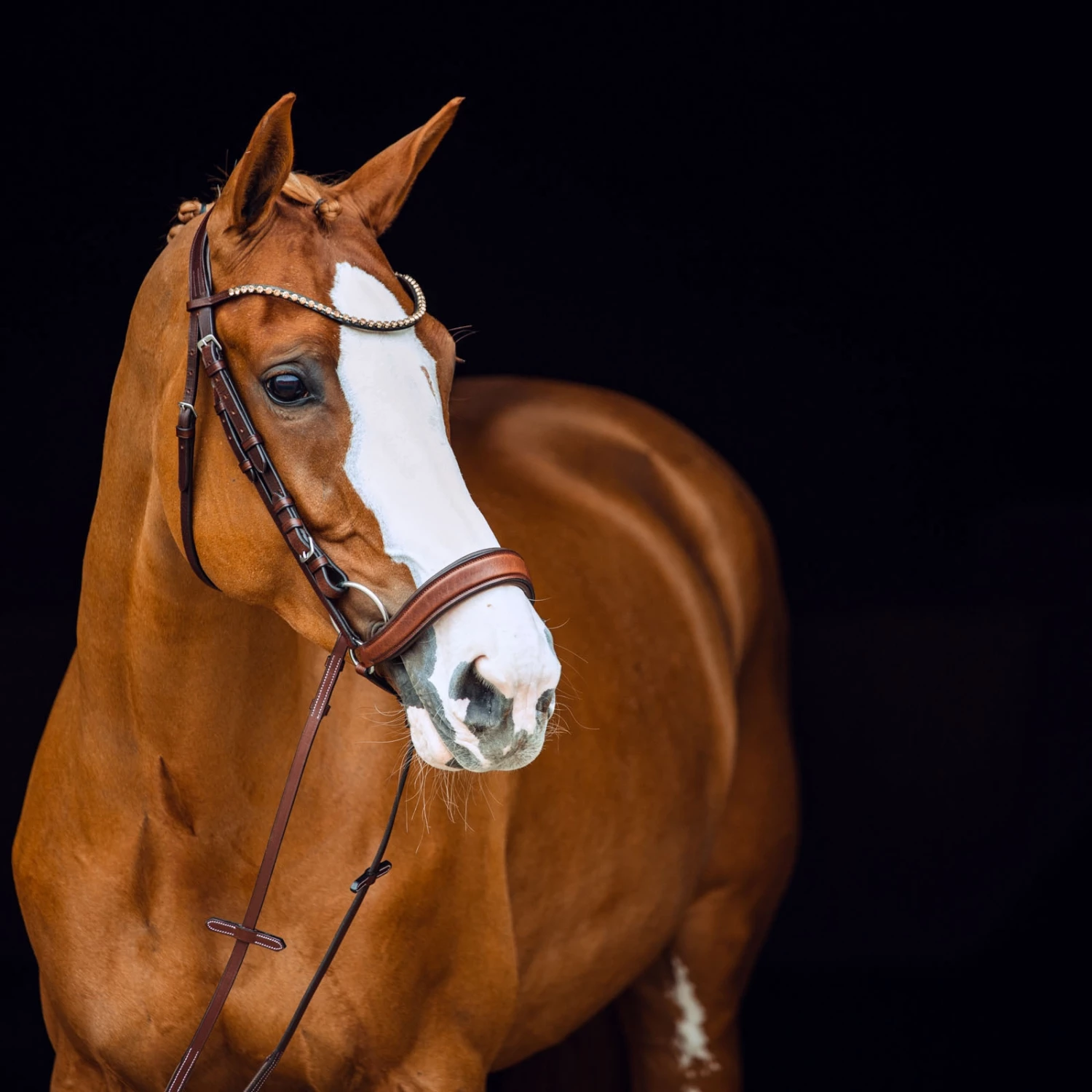 Horze Positano Anatomische Hannoveranische Trense 8 Horze Positano Anatomische Hannoveranische Trense – Bild 6