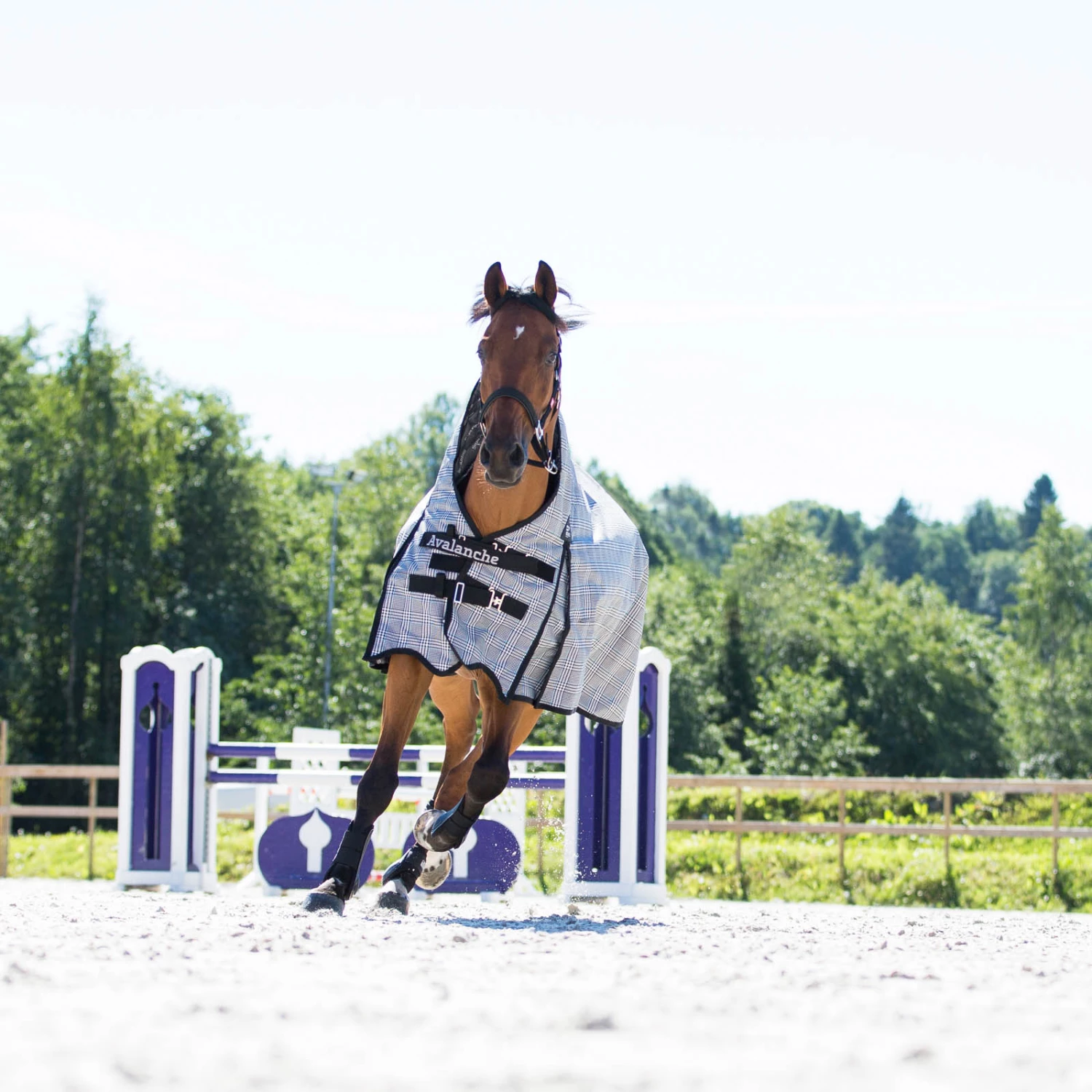 Horze Avalanche Regendecke Mit Hohem Hals, 150g 4 Horze Avalanche Regendecke Mit Hohem Hals, 150g – Bild 2