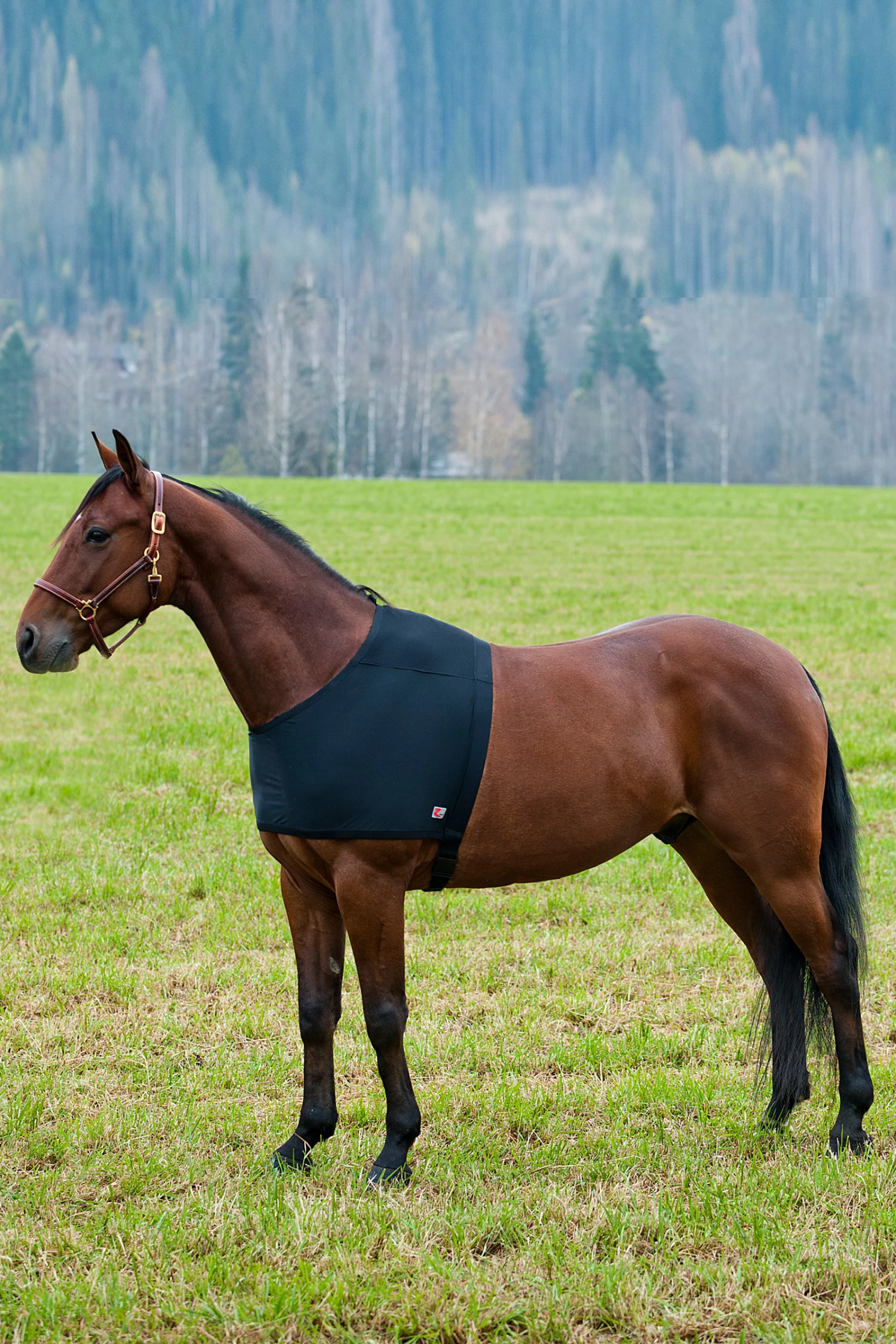 Horze ComForce Schulterschutz 4 Horze ComForce Schulterschutz – Bild 2