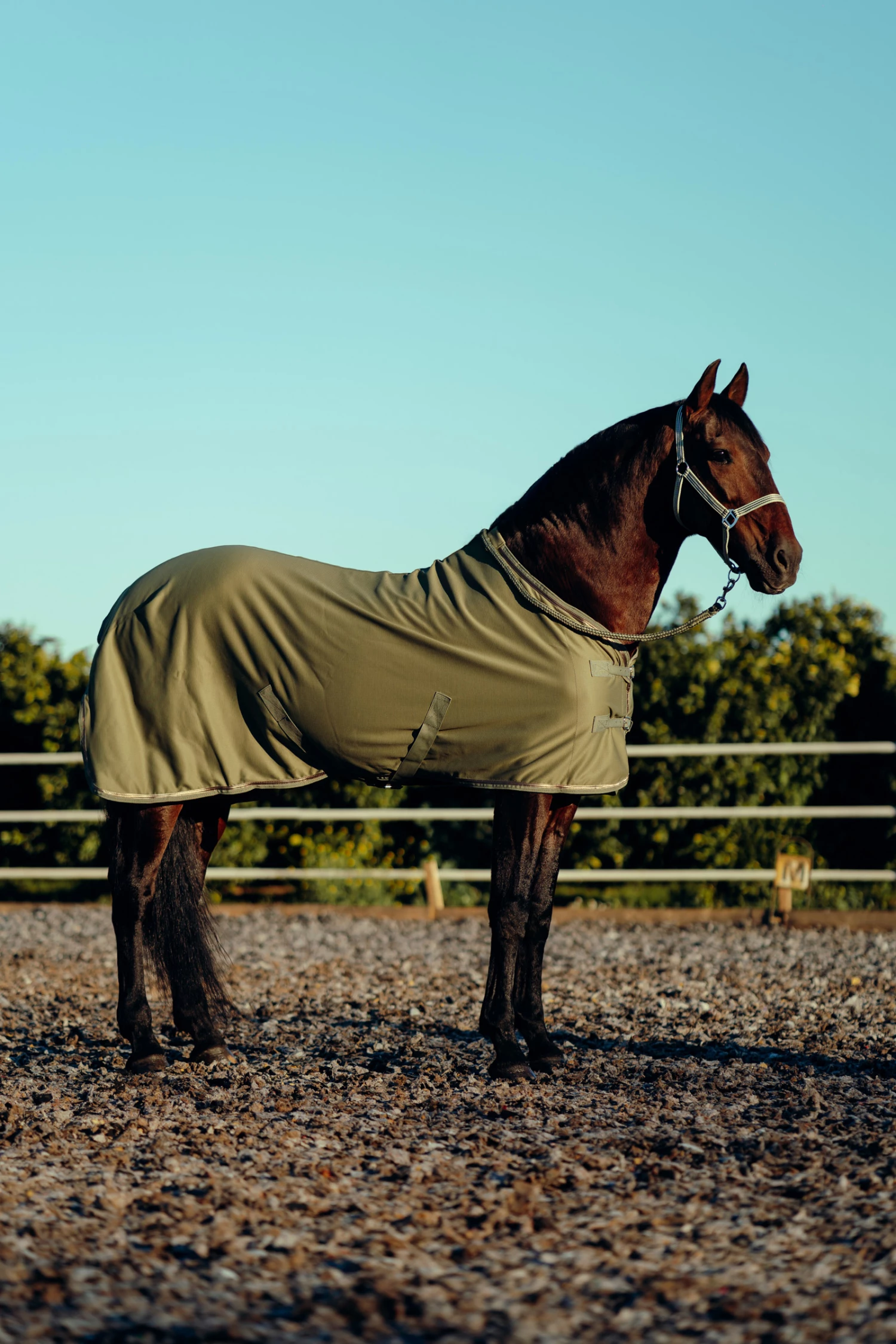 Horze Munich Sommerdecke Mit Metall Detail 7 Horze Munich Sommerdecke Mit Metall Detail – Bild 5