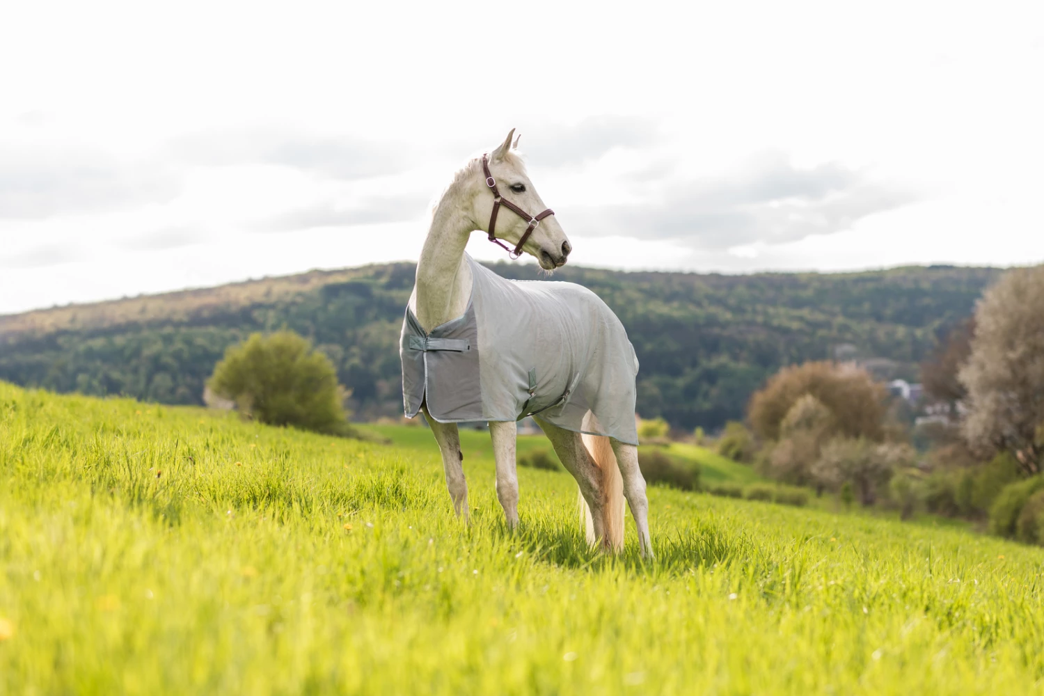 Horze Orleans Fliegendecke 12 Horze Orleans Fliegendecke – Bild 10