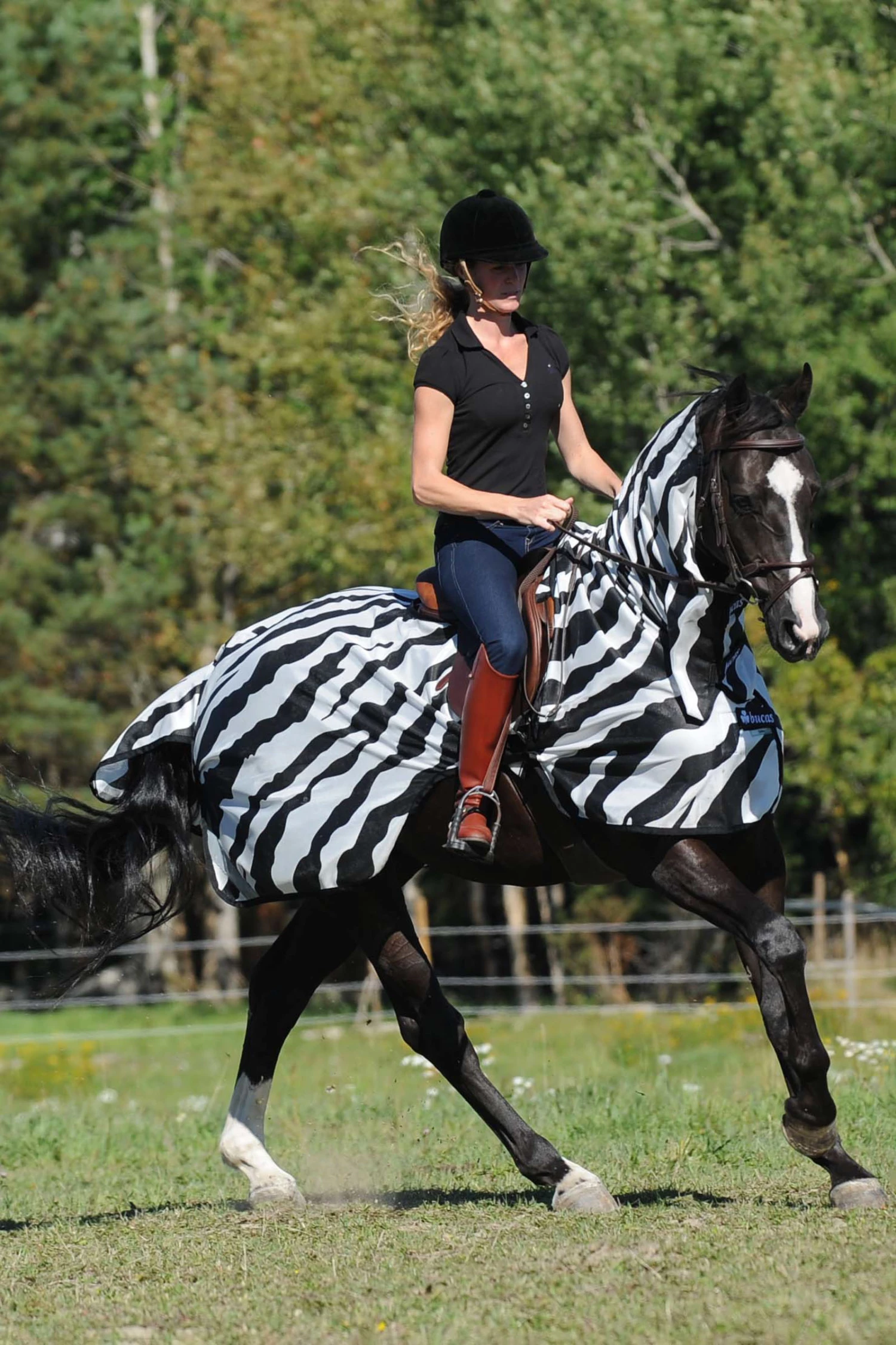 Bucas Buzz-Off Riding Zebra Fliegenausreitdecke 4 Bucas Buzz-Off Riding Zebra Fliegenausreitdecke – Bild 2