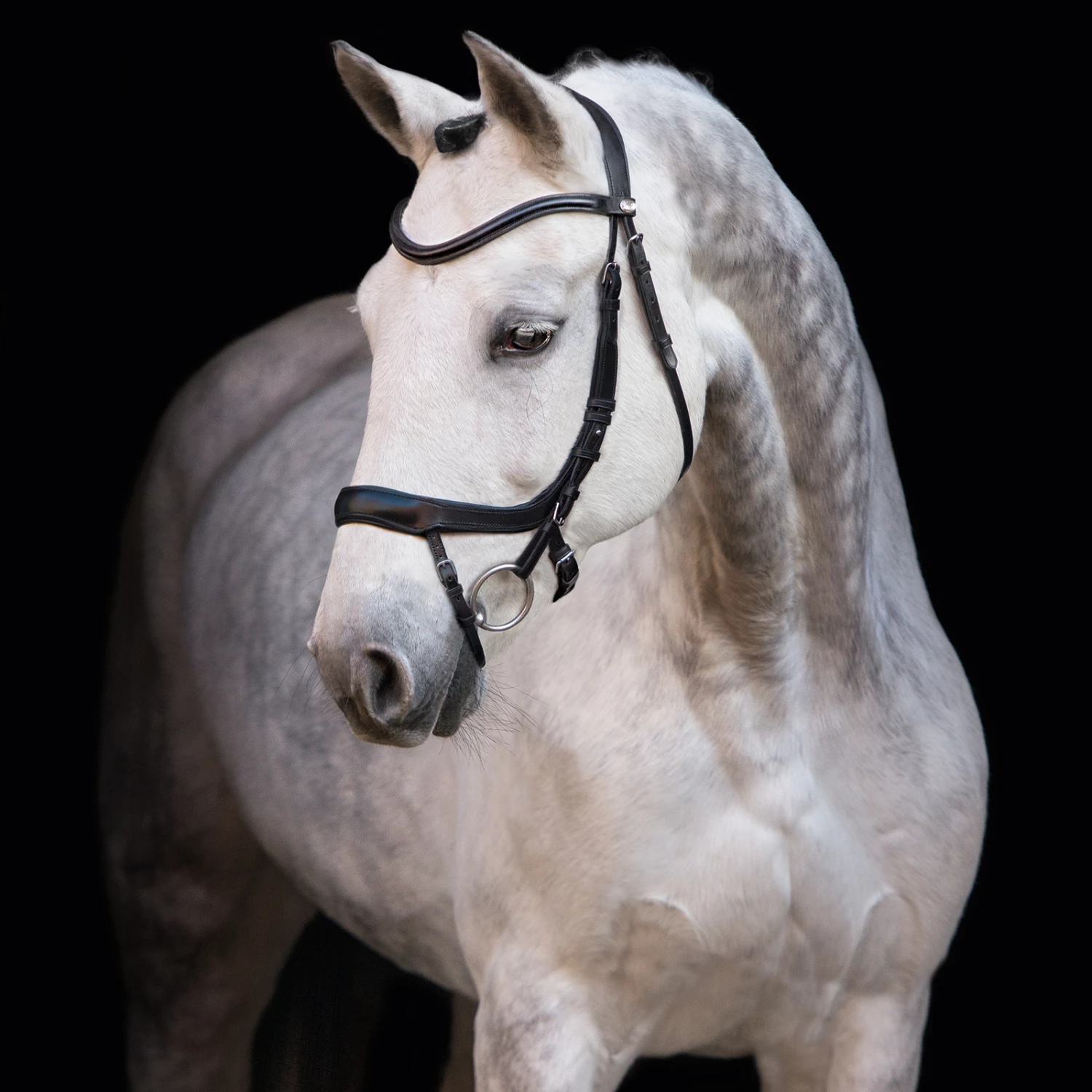 Schockemöhle Equitus Alpha Trense 4 Schockemöhle Equitus Alpha Trense – Bild 2