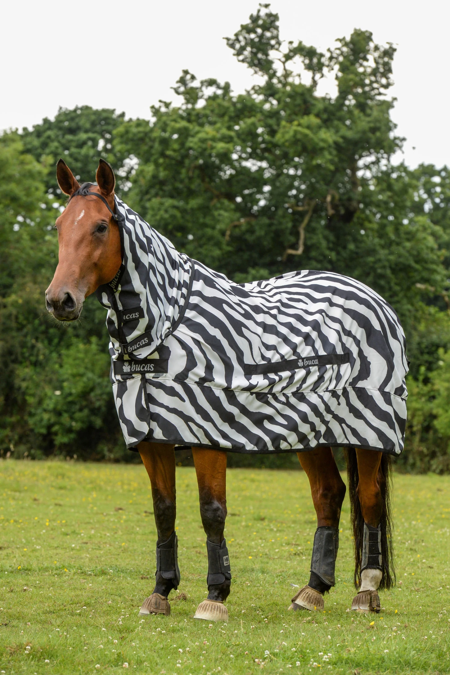 Bucas Sweet-itch Zebra Ekzemerdecke Mit Festem Halsteil 3 Bucas Sweet-itch Zebra Ekzemerdecke Mit Festem Halsteil