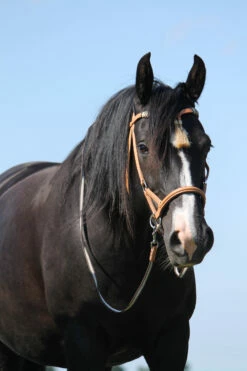 F.R.A. Shango Sidepull (System 3) Westerntrense -Weatherbeeta Shop 322924 NAT 3