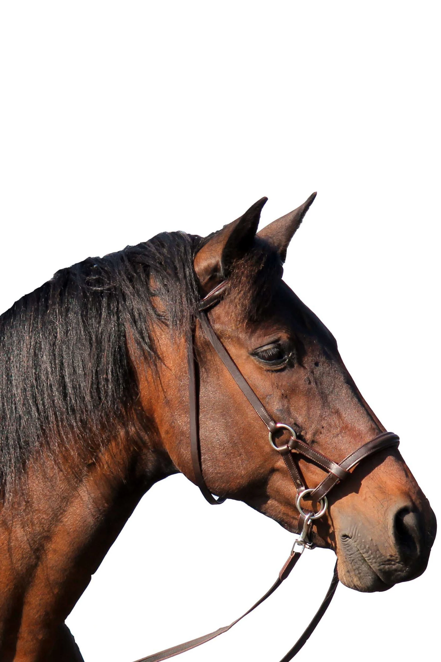 FRA Pardoes Sidepull (System 3) Leder Mit Anti Slip Zügeln 5 FRA Pardoes Sidepull (System 3) Leder Mit Anti Slip Zügeln – Bild 3