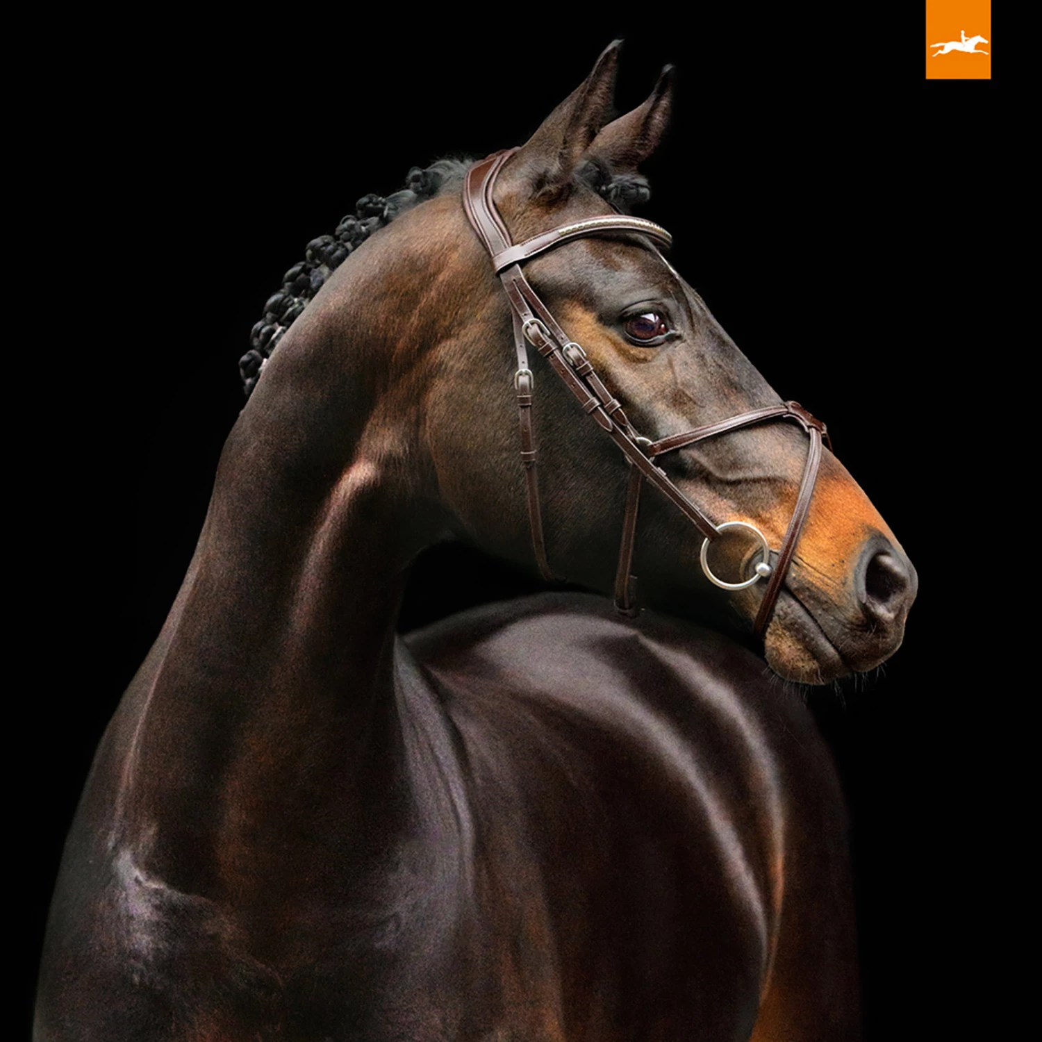 Schockemöhle Rio Select Trense 7 Schockemöhle Rio Select Trense – Bild 5