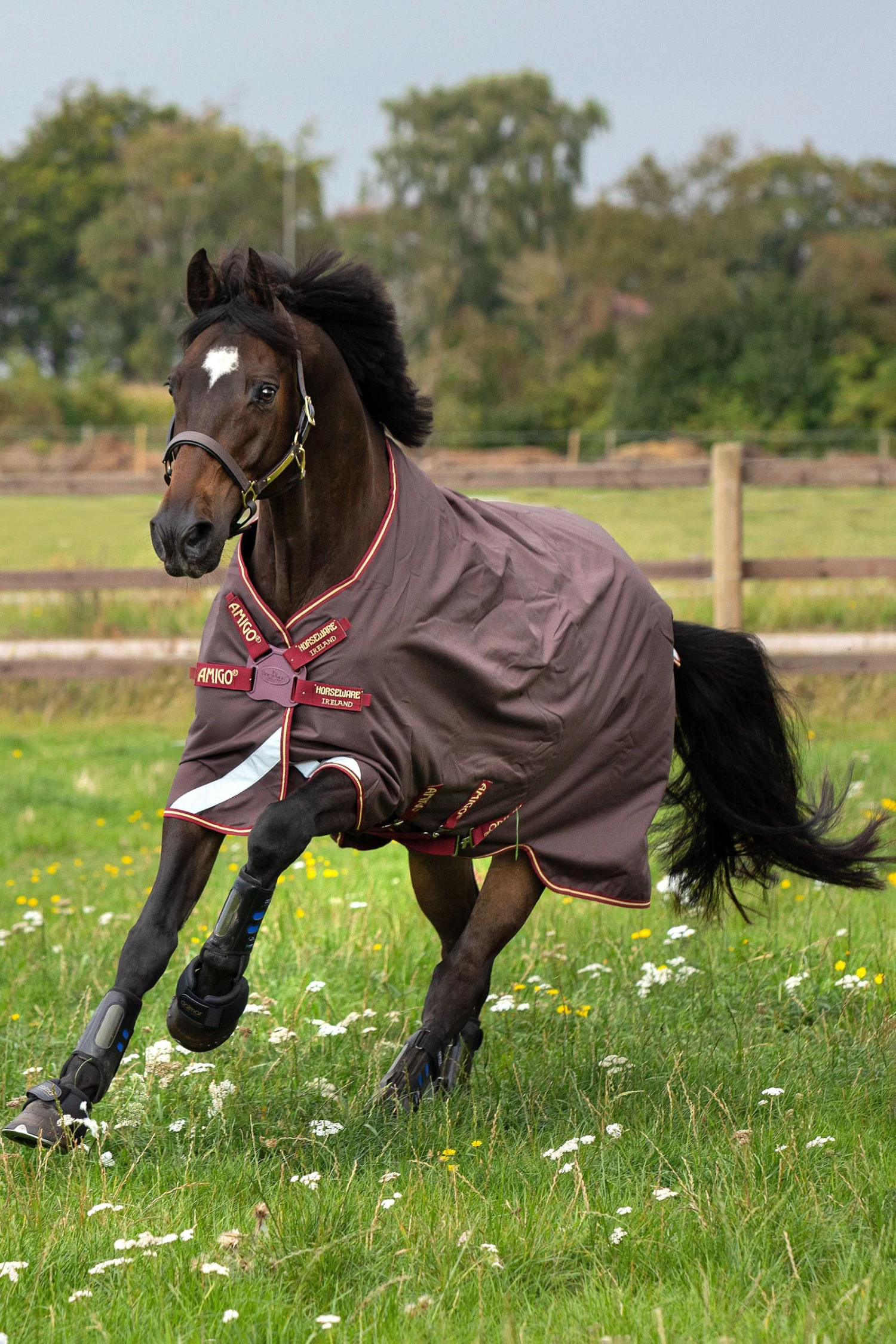 Horseware Amigo Bravo Disc Regendecke, 0g 3 Horseware Amigo Bravo Disc Regendecke, 0g