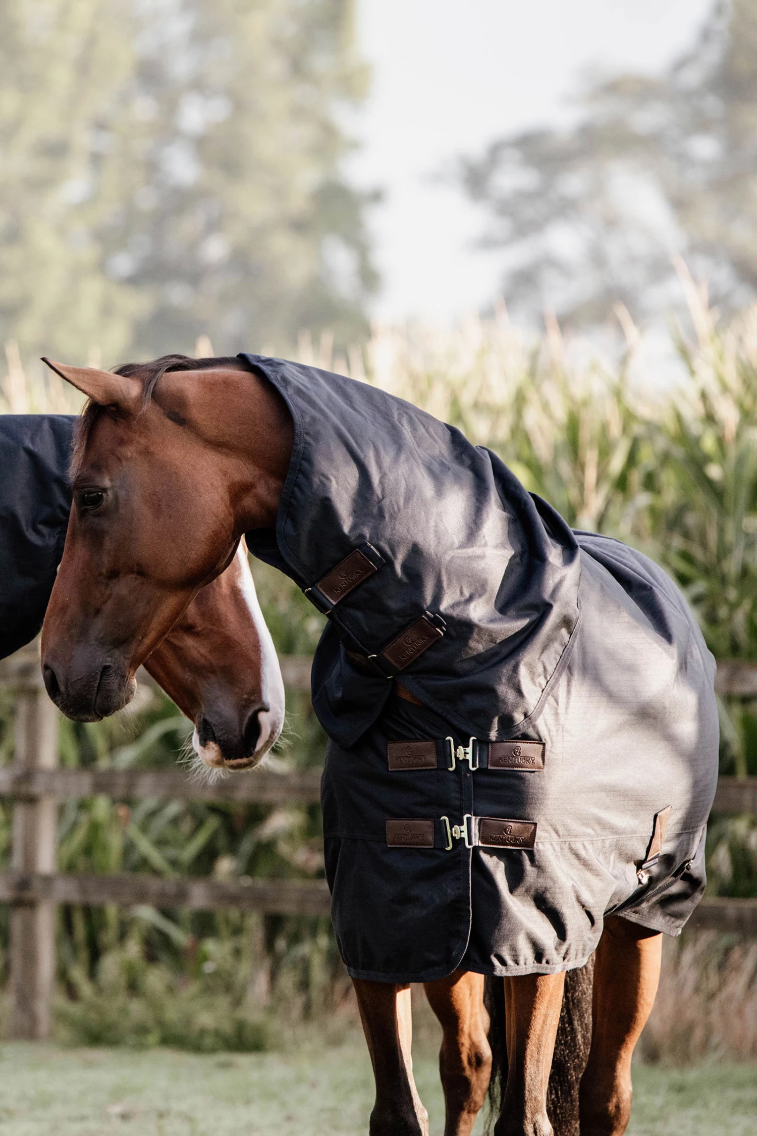 Kentucky Horsewear All Weather Waterproof Classic, Regendecke, 150g 8 Kentucky Horsewear All Weather Waterproof Classic, Regendecke, 150g – Bild 6