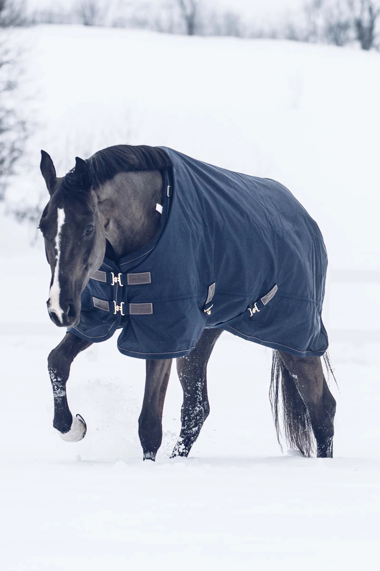 Kentucky Horsewear All Weather Waterproof Classic Winterdecke, 300g 7 Kentucky Horsewear All Weather Waterproof Classic Winterdecke, 300g – Bild 5