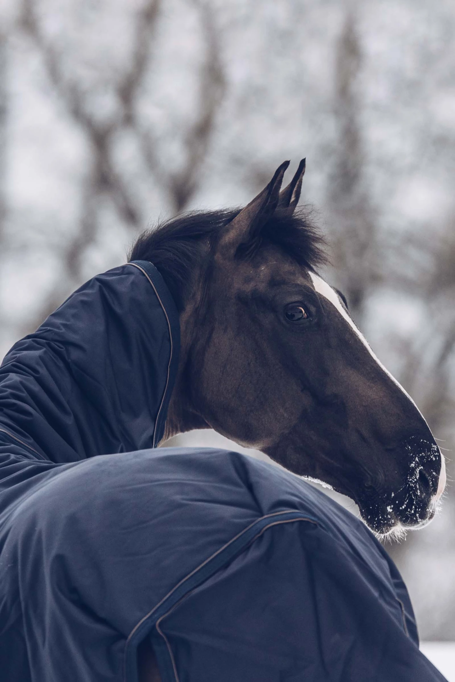 Kentucky Horsewear All Weather Waterproof Classic Winterdecke, 300g 8 Kentucky Horsewear All Weather Waterproof Classic Winterdecke, 300g – Bild 6