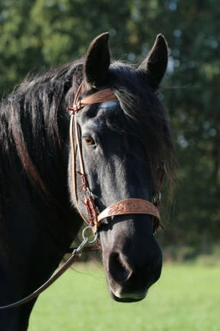 F.R.A. Diego Gebisslose Trense -Weatherbeeta Shop 334265 NAT 12