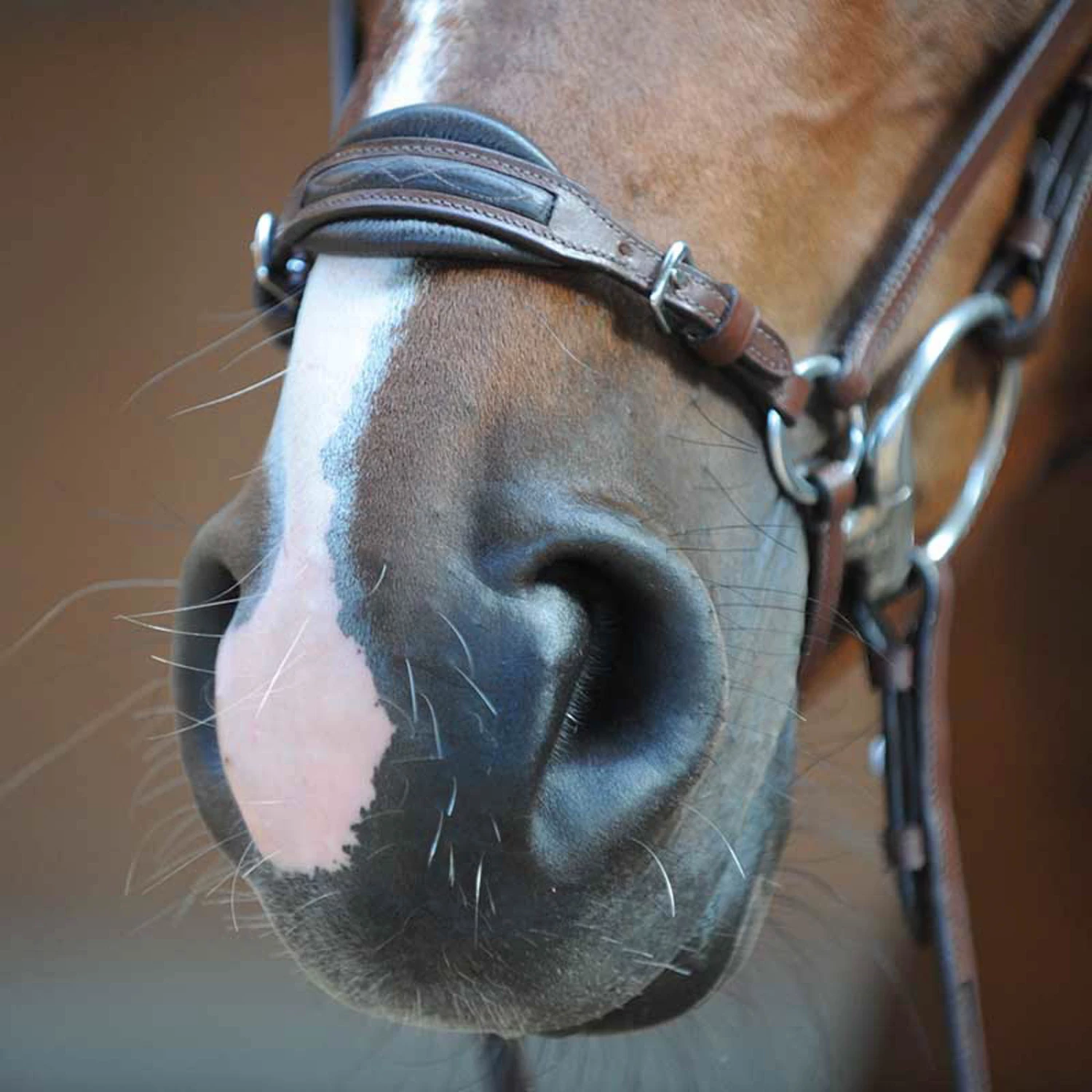 Kavalkade Levana Trense 4 Kavalkade Levana Trense – Bild 2