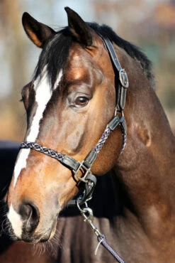 Kavalkade Tessa Flechthalfter 13 Kavalkade Tessa Flechthalfter -Weatherbeeta Shop 337438 ANT DB WH 04