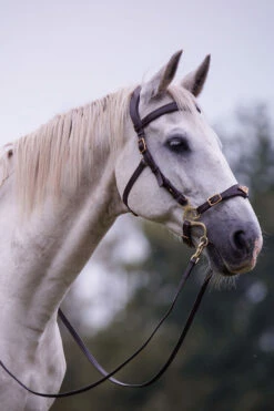 F.R.A. Imperial Hackamore Zaum, Shire -Weatherbeeta Shop 340177 BR 2