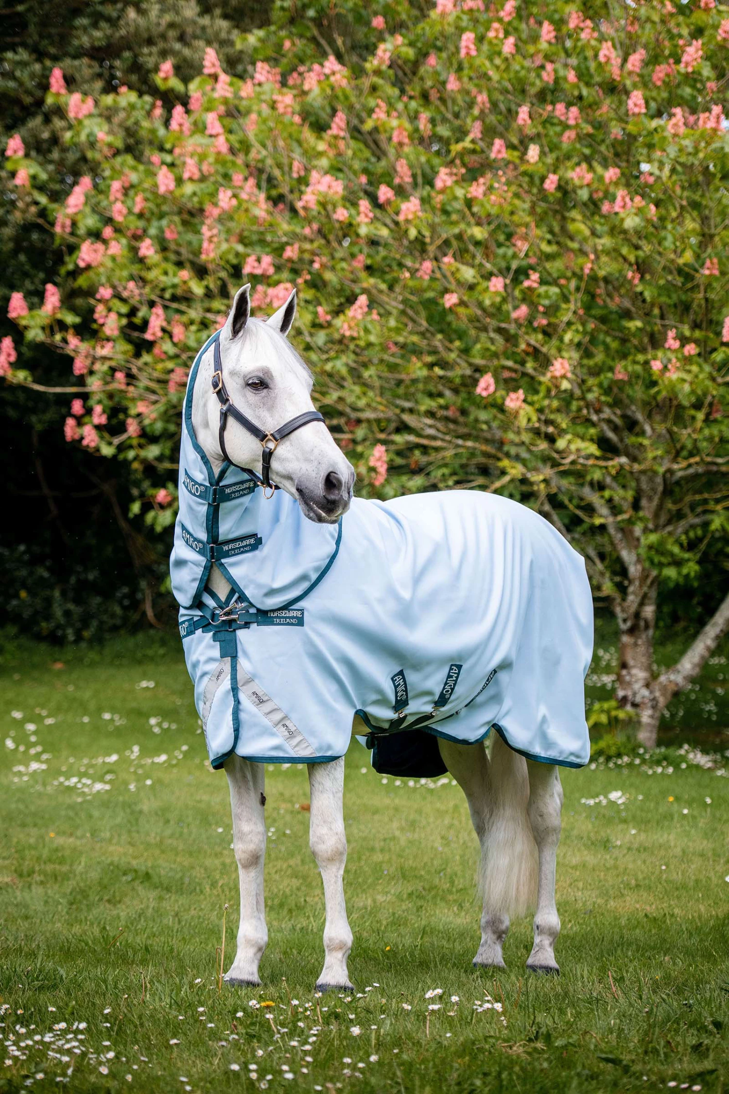 Horseware Amigo Plant Dye Weidedecke, 50g 4 Horseware Amigo Plant Dye Weidedecke, 50g – Bild 2