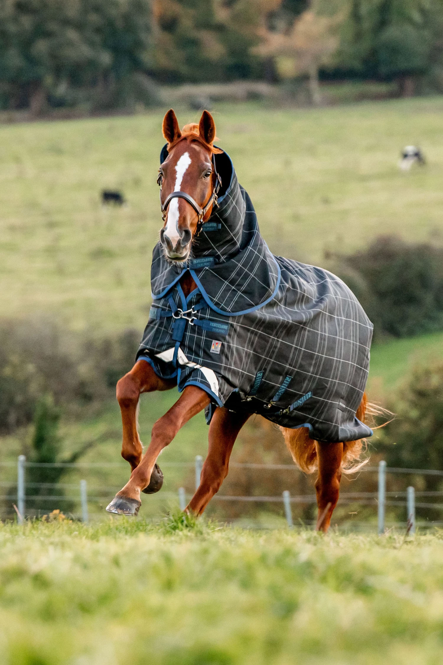 Horseware Rhino Reflectech Plus Vari-Layer Weidedecke Inkl. Abnehmbarem Halsteil, 250g 4 Horseware Rhino Reflectech Plus Vari-Layer Weidedecke Inkl. Abnehmbarem Halsteil, 250g – Bild 2