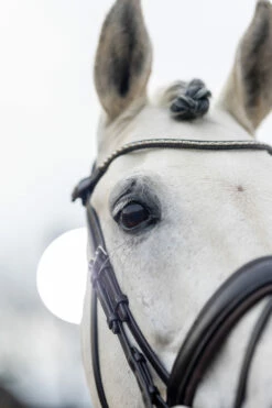 LeMieux Classic Dressurtrense 19 LeMieux Classic Dressurtrense -Weatherbeeta Shop 342209 HVBR 4