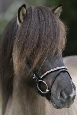 Kavalkade Ferskja Englisches Reithalfter Für Aradis Islandtrense 7 Kavalkade Ferskja Englisches Reithalfter Für Aradis Islandtrense -Weatherbeeta Shop 344080 BL 3