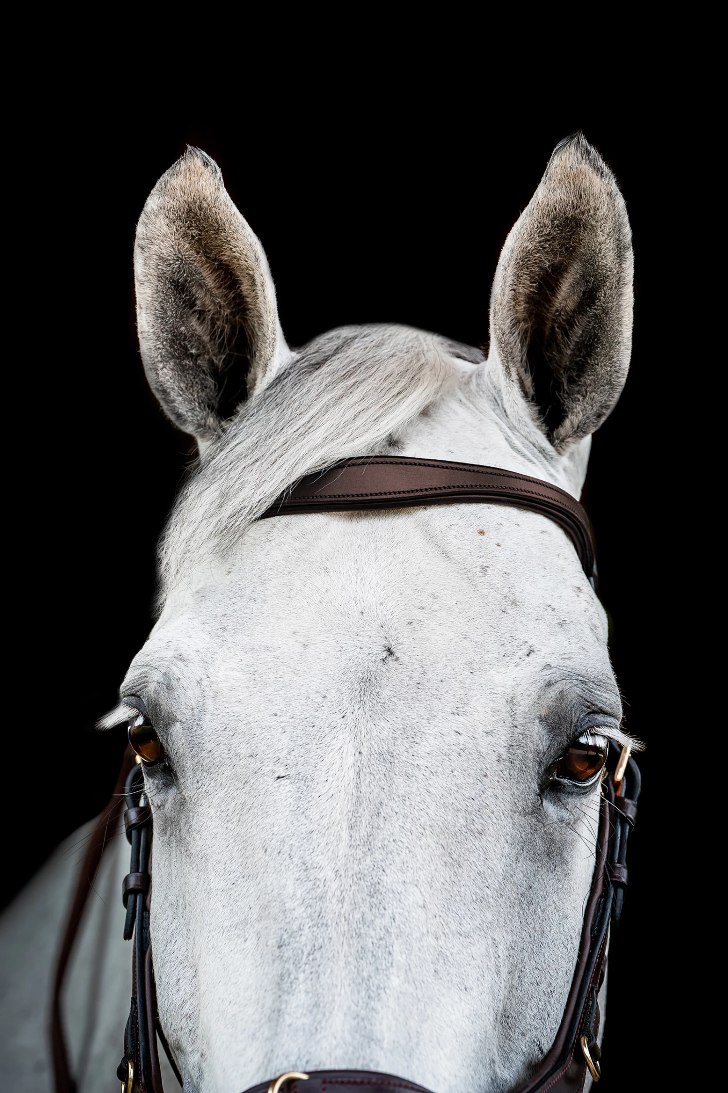 Horseware Rambo Micklem 2 Multi Trense 9 Horseware Rambo Micklem 2 Multi Trense – Bild 7