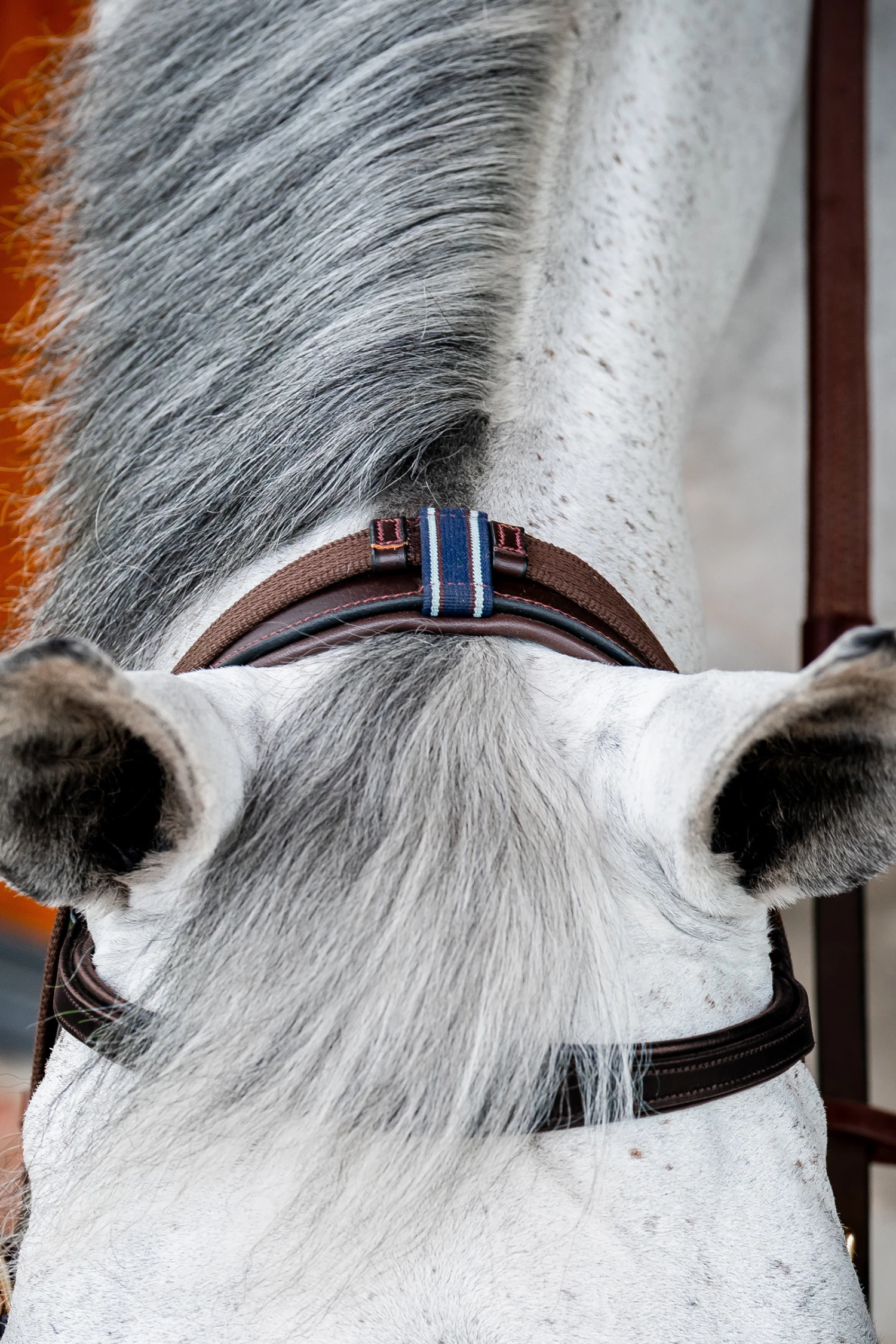 Horseware Rambo Micklem 2 Multi Trense 13 Horseware Rambo Micklem 2 Multi Trense – Bild 11