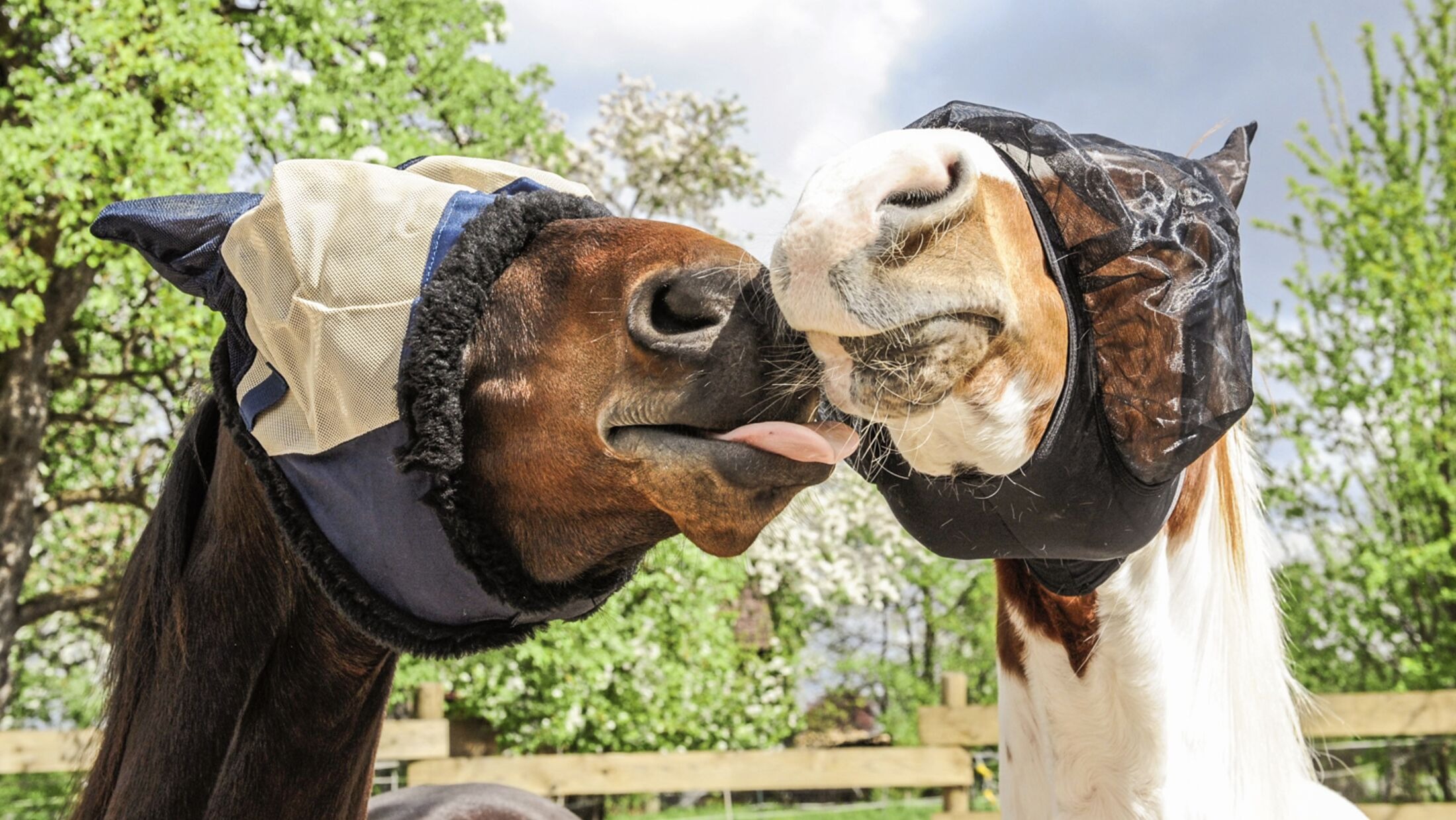 Weatherbeeta Shop 11 Weatherbeeta Shop -Weatherbeeta Shop CAV Fliegenschutz Aufmacher json